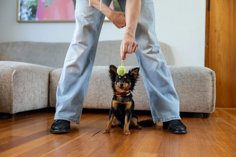 School&rsquo;s In Session &ndash; Training for your dog
